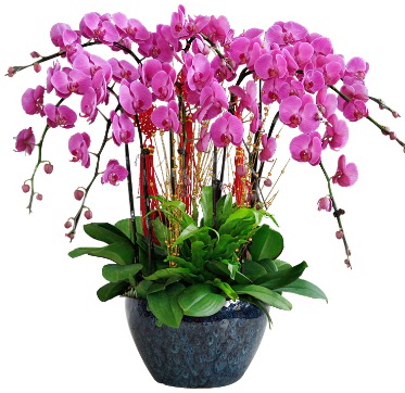 9 dall mor orkide  Ankara Anadolu 14 ubat sevgililer gn iek 