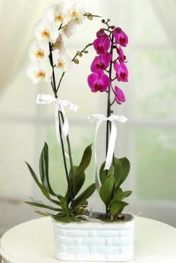 1 mor 1 dal beyaz thal orkide sepet ierisinde  Ankara Anadolu iek maazas , ieki adresleri 