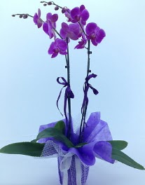 2 dall mor orkide  Ankara Anadolu kaliteli taze ve ucuz iekler 