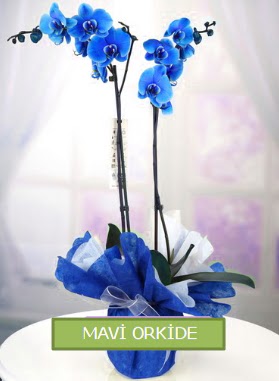 2 dall mavi orkide  Ankara Anadolu iekiler 