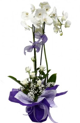 2 dall beyaz orkide 5 adet beyaz gl  Ankara Anadolu ieki maazas 