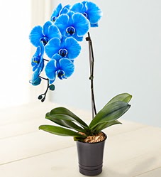 1 dall sper esiz mavi orkide  Ankara Anadolu iek maazas , ieki adresleri 