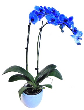 Seramikli 2 dall sper esiz mavi orkide  Ankara Anadolu iek servisi , ieki adresleri 
