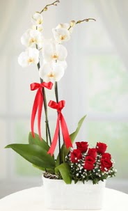 2 dall beyaz orkide ve 7 krmz gl  Ankara Anadolu hediye iek yolla 