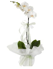 1 dal beyaz orkide iei  Ankara Anadolu iek siparii vermek 