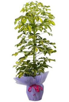 Schefflera Tekli �� mnekan saks� �i�e�i  Ankara Anadolu �i�ek�i ma�azas� 