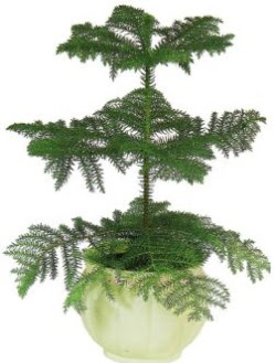 Araucaria Heterophylla i� mekan saks�  Ankara Anadolu �i�ek ma�azas� , �i�ek�i adresleri 