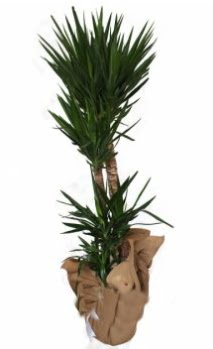 3 l� Yucca i� mekan saks� �i�e�i  Ankara Anadolu anneler g�n� �i�ek yolla 