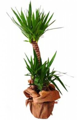 2 li yucca saks� �i�e�i  Ankara Anadolu �i�ek ma�azas� , �i�ek�i adresleri 