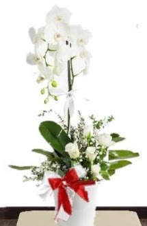 Tek dall beyaz orkide 5 beyaz gl  Ankara Anadolu iek siparii sitesi 