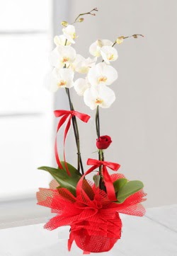 2 dallı beyaz orkide ve 1 adet kırmızı gül  Ankara Anadolu anneler günü çiçek yolla  