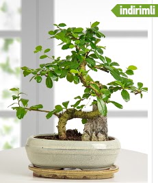 S eklinde ithal gerek bonsai japon aac  Ankara Anadolu internetten iek sat 
