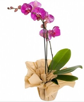 Tek dal mor orkide  Ankara Anadolu iek gnderme sitemiz gvenlidir 