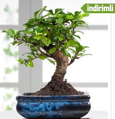 Bonsai japon a�ac�  Ankara Anadolu �i�ek sat��� 