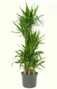 7 li yucca saks� bitkisi  Ankara Anadolu �i�ek servisi , �i�ek�i adresleri 