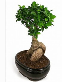 Bonsai saks� bitkisi japon a�ac�  Ankara Anadolu �i�ek sipari�i sitesi 