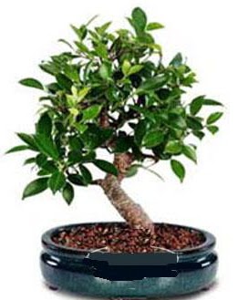 5 ya��nda japon a�ac� bonsai bitkisi  Ankara Anadolu anneler g�n� �i�ek yolla 