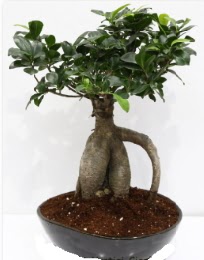 5 ya��nda japon a�ac� bonsai bitkisi  Ankara Anadolu internetten �i�ek sat��� 