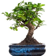5 ya��nda japon a�ac� bonsai bitkisi  Ankara Anadolu �i�ek sat��� 