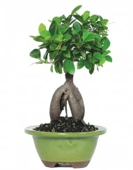5 yanda japon aac bonsai bitkisi  Ankara Anadolu cicek , cicekci 