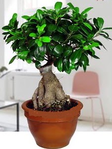 5 yanda japon aac bonsai bitkisi  Ankara Anadolu online iek gnderme sipari 