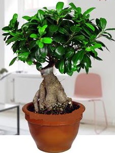 5 ya��nda japon a�ac� bonsai bitkisi  Ankara Anadolu online �i�ek g�nderme sipari� 