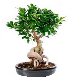 Bonsai Japon a�ac� saks� bitkisi  Ankara Anadolu 14 �ubat sevgililer g�n� �i�ek 