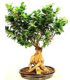 Bonsai Japon a�ac� saks� bitkisi  Ankara Anadolu �i�ek sipari�i sitesi 