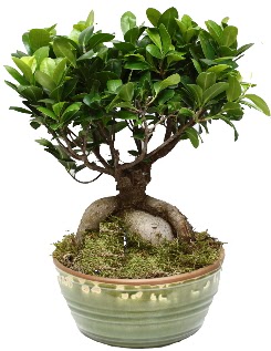 Japon aac bonsai saks bitkisi  Ankara Anadolu Anadolu nternetten iek siparii 