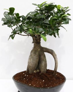Japon aac bonsai saks bitkisi  Ankara Anadolu iek yolla 