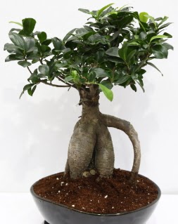 Japon a�ac� bonsai saks� bitkisi  Ankara Anadolu �i�ek yolla 