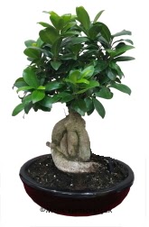 Japon aac bonsai saks bitkisi  Ankara Anadolu ucuz iek gnder 