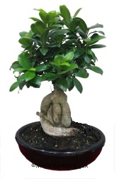 Japon a�ac� bonsai saks� bitkisi  Ankara Anadolu ucuz �i�ek g�nder 