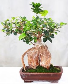 Japon a�ac� bonsai saks� bitkisi  Ankara Anadolu ucuz �i�ek g�nder 