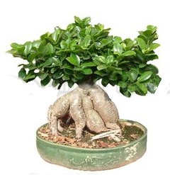 Japon aac bonsai saks bitkisi  Ankara Anadolu iek gnderme 