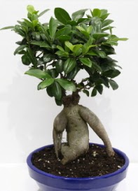 bonsai japon a�ac� saks� �i�e�i  Ankara Anadolu �i�ek servisi , �i�ek�i adresleri 