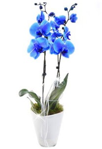 2 dall AILI mavi orkide  Ankara Anadolu iek sat 