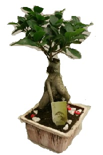 Japon a�ac� bonsai seramik saks�  Ankara Anadolu �i�ek ma�azas� , �i�ek�i adresleri 