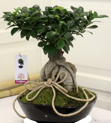 Japon a�ac� bonsai sat���  Ankara Anadolu �i�ek servisi , �i�ek�i adresleri 