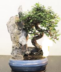 Japon aac bonsai saks bitkisi sat  Ankara Anadolu internetten iek sat 