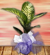Orta boy Tropik saks bitkisi orta boy 65 cm  Ankara Anadolu iek servisi , ieki adresleri 