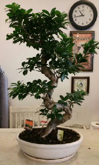 100 cm yksekliinde dev bonsai japon aac  Ankara Anadolu Anadolu nternetten iek siparii 