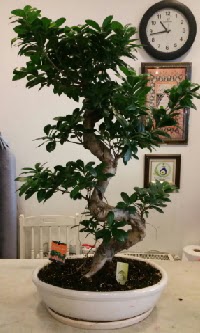 100 cm y�ksekli�inde dev bonsai japon a�ac�  Ankara Anadolu Anadolu �nternetten �i�ek sipari�i 