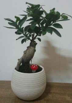 Bonsai japon a�ac� saks� �i�e�i  Ankara Anadolu �i�ek g�nderme sitemiz g�venlidir 
