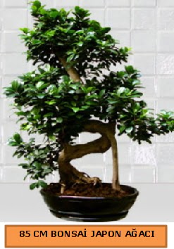85 CM Japon a�ac� Bonsai saks� bitkisi  Ankara Anadolu ucuz �i�ek g�nder 
