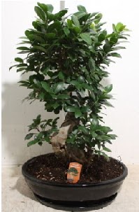 75 CM Ginseng bonsai Japon aac  Ankara Anadolu hediye iek yolla 