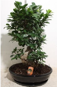 75 CM Ginseng bonsai Japon a�ac�  Ankara Anadolu hediye �i�ek yolla 