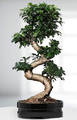90 CM Japon A�ac� Bonsai saks� �i�e�i  Ankara Anadolu g�venli kaliteli h�zl� �i�ek 