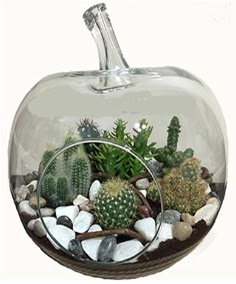 Terrarium tanzim elma camda 5 kakt�s  Ankara Anadolu �i�ek sipari�i sitesi 