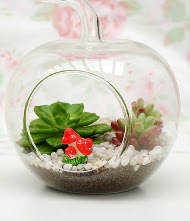 K���k elma terrarium 3 kakt�s  Ankara Anadolu online �i�ek g�nderme sipari� 